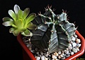 Нажмите на изображение для увеличения.

Название:	Gymnocalycium mihanovichii..JPG
Просмотров:	115
Размер:	136.8 Кб
ID:	334445