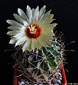 Нажмите на изображение для увеличения.

Название:	Hamatocactus setispinus.JPG
Просмотров:	127
Размер:	163.4 Кб
ID:	334446