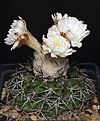 Нажмите на изображение для увеличения.

Название:	Discocactus_placentiformis_HU105_L62B1710.jpg
Просмотров:	121
Размер:	119.6 Кб
ID:	334453