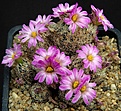 Нажмите на изображение для увеличения.

Название:	Escobaria_minima_L62B1713.jpg
Просмотров:	118
Размер:	203.8 Кб
ID:	334454