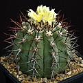 Нажмите на изображение для увеличения.

Название:	Copiapoa_lembckei_KK70_L62B1732.jpg
Просмотров:	117
Размер:	163.7 Кб
ID:	334456