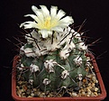 Нажмите на изображение для увеличения.

Название:	Copiapoa_montana_FR522_L62B1738.jpg
Просмотров:	124
Размер:	147.9 Кб
ID:	334457
