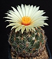 Нажмите на изображение для увеличения.

Название:	Coryphantha_cornifera_radians_SB599_L62B1750.jpg
Просмотров:	120
Размер:	138.6 Кб
ID:	334458