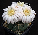 Нажмите на изображение для увеличения.

Название:	Gymnocalycium_horstii_Gf105_L62B1779.jpg
Просмотров:	115
Размер:	109.9 Кб
ID:	334459