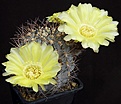 Нажмите на изображение для увеличения.

Название:	Echinopsis_thionantha_griseum_P144_L62B1794.jpg
Просмотров:	118
Размер:	134.3 Кб
ID:	334460