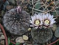 Нажмите на изображение для увеличения.

Название:	Gymnocalycium_bodenbenderianum_VG1239_Paso_de_piedro_LR_445m.jpg
Просмотров:	141
Размер:	211.0 Кб
ID:	334469