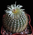 Нажмите на изображение для увеличения.

Название:	Notocactus aff. succineus.JPG
Просмотров:	117
Размер:	251.5 Кб
ID:	334493