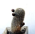 Нажмите на изображение для увеличения.

Название:	Aylostera heliosa v.solisioidesR H1024_3buds_30.5.13.jpg
Просмотров:	1442
Размер:	105.0 Кб
ID:	334504