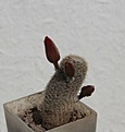 Нажмите на изображение для увеличения.

Название:	Aylostera heliosa v.solisioides RH1024_buds__9.6.13.jpg
Просмотров:	1348
Размер:	206.9 Кб
ID:	334505