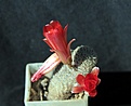 Нажмите на изображение для увеличения.

Название:	Aylostera heliosa v.solisioides RH1024_12.6.13.jpg
Просмотров:	1342
Размер:	64.2 Кб
ID:	334507