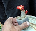 Нажмите на изображение для увеличения.

Название:	Aylostera heliosa v.solisioides RH1024_Fl_6.131+.jpg
Просмотров:	1429
Размер:	98.0 Кб
ID:	334508