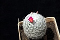 Нажмите на изображение для увеличения.

Название:	Mammillaria humboldtii RH132_9y_6.13.jpg
Просмотров:	410
Размер:	77.1 Кб
ID:	334509