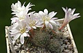Нажмите на изображение для увеличения.

Название:	reb_albiflora.jpg
Просмотров:	141
Размер:	105.7 Кб
ID:	334516