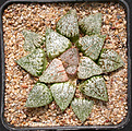 Нажмите на изображение для увеличения.

Название:	haworthia_picta_Arie.jpg
Просмотров:	450
Размер:	249.4 Кб
ID:	334521