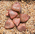 Нажмите на изображение для увеличения.

Название:	Haworthia_picta_Robert.jpg
Просмотров:	518
Размер:	247.8 Кб
ID:	334523