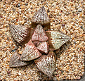 Нажмите на изображение для увеличения.

Название:	Haworthia_picta_Teresa.jpg
Просмотров:	506
Размер:	245.0 Кб
ID:	334524