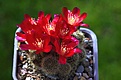 Нажмите на изображение для увеличения.

Название:	reb_tuberosa_kk859.jpg
Просмотров:	136
Размер:	59.4 Кб
ID:	334526