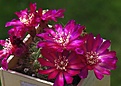 Нажмите на изображение для увеличения.

Название:	srb_purpurea.jpg
Просмотров:	124
Размер:	64.9 Кб
ID:	334552