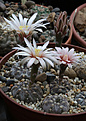 Нажмите на изображение для увеличения.

Название:	Gymnocalycium_nataliae_aff_VG709.jpg
Просмотров:	121
Размер:	184.5 Кб
ID:	334554