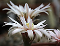 Нажмите на изображение для увеличения.

Название:	Gymnocalycium_nataliae_aff_VG709_.jpg
Просмотров:	124
Размер:	243.0 Кб
ID:	334555