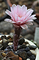 Нажмите на изображение для увеличения.

Название:	Gymnocalycium_nataliae_LB1408.jpg
Просмотров:	118
Размер:	176.2 Кб
ID:	334556