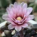 Нажмите на изображение для увеличения.

Название:	Gymnocalycium_nataliae_LB1408_.jpg
Просмотров:	138
Размер:	225.4 Кб
ID:	334557