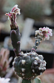 Нажмите на изображение для увеличения.

Название:	Gymnocalycium_nataliae_GN94_.jpg
Просмотров:	131
Размер:	154.4 Кб
ID:	334558