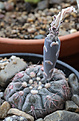 Нажмите на изображение для увеличения.

Название:	Gymnocalycium_nataliae_VG1063.jpg
Просмотров:	117
Размер:	188.4 Кб
ID:	334559