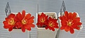 Нажмите на изображение для увеличения.

Название:	Aylostera_heliosa_solisioides_RH1024_3y_group.JPG
Просмотров:	1229
Размер:	96.2 Кб
ID:	334571