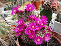 Нажмите на изображение для увеличения.

Название:	Mammillaria zeilmanniana.jpg
Просмотров:	117
Размер:	241.3 Кб
ID:	334575