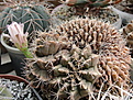 Нажмите на изображение для увеличения.

Название:	Gymnocalycium sp..jpg
Просмотров:	97
Размер:	232.1 Кб
ID:	334577