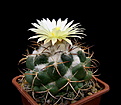 Нажмите на изображение для увеличения.

Название:	Coryphantha_asterias.jpg
Просмотров:	119
Размер:	101.7 Кб
ID:	334578