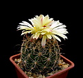 Нажмите на изображение для увеличения.

Название:	Coryphantha_cornifera.jpg
Просмотров:	98
Размер:	90.5 Кб
ID:	334579