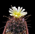 Нажмите на изображение для увеличения.

Название:	Ferocactus_Hamatocactus_hamatacanthus_SB393.jpg
Просмотров:	112
Размер:	102.0 Кб
ID:	334580