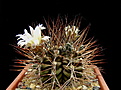 Нажмите на изображение для увеличения.

Название:	Gymnocalycium_pungens.jpg
Просмотров:	112
Размер:	150.3 Кб
ID:	334582