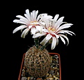 Нажмите на изображение для увеличения.

Название:	Gymnocalycium_WP111.jpg
Просмотров:	116
Размер:	76.4 Кб
ID:	334583