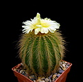Нажмите на изображение для увеличения.

Название:	Notocactus_warasii_2.jpg
Просмотров:	125
Размер:	86.9 Кб
ID:	334588