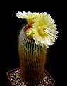 Нажмите на изображение для увеличения.

Название:	Notocactus_leninghausii...jpg
Просмотров:	111
Размер:	66.3 Кб
ID:	334589