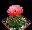Нажмите на изображение для увеличения.

Название:	Notocactus_ottonis_vencluianus.jpg
Просмотров:	115
Размер:	106.5 Кб
ID:	334591