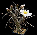 Нажмите на изображение для увеличения.

Название:	Tephrocactus_articulatus_oligacanthus.jpg
Просмотров:	114
Размер:	92.2 Кб
ID:	334592