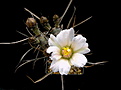 Нажмите на изображение для увеличения.

Название:	Tephrocactus_articulatus_oligacanthus...jpg
Просмотров:	109
Размер:	78.9 Кб
ID:	334593