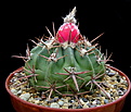 Нажмите на изображение для увеличения.

Название:	y_Echinocactus_texensis.jpg
Просмотров:	285
Размер:	120.5 Кб
ID:	334594