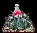 Нажмите на изображение для увеличения.

Название:	y_Echinocactus_texensis_SB2006.jpg
Просмотров:	271
Размер:	106.2 Кб
ID:	334596