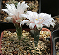 Нажмите на изображение для увеличения.

Название:	Gymnocalycium_calochlorum_LB1257.jpg
Просмотров:	211
Размер:	188.0 Кб
ID:	334597