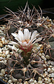 Нажмите на изображение для увеличения.

Название:	Gymnocalycium_mazanense_Poman.jpg
Просмотров:	199
Размер:	163.4 Кб
ID:	334598