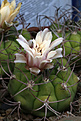 Нажмите на изображение для увеличения.

Название:	Gymnocalycium_pflanzii_tominense_KK1684.jpg
Просмотров:	258
Размер:	188.8 Кб
ID:	334599