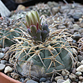 Нажмите на изображение для увеличения.

Название:	Gymnocalycium_spegazzinii_VG629.jpg
Просмотров:	266
Размер:	196.4 Кб
ID:	334601