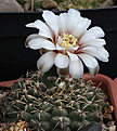 Нажмите на изображение для увеличения.

Название:	Gymnocalycium_stellatum_flavispinum_VG531.jpg
Просмотров:	202
Размер:	170.9 Кб
ID:	334603