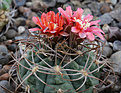 Нажмите на изображение для увеличения.

Название:	Gymnocalycium_tillianum_WR227.jpg
Просмотров:	188
Размер:	195.5 Кб
ID:	334604