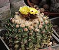 Нажмите на изображение для увеличения.

Название:	Wigginsia_sessiliflora.jpg
Просмотров:	140
Размер:	209.6 Кб
ID:	334608